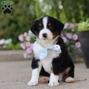 Frankie, Miniature Australian Shepherd Puppy